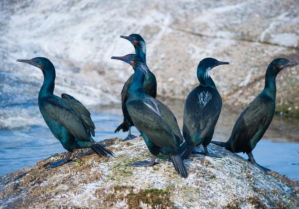 Cormorants