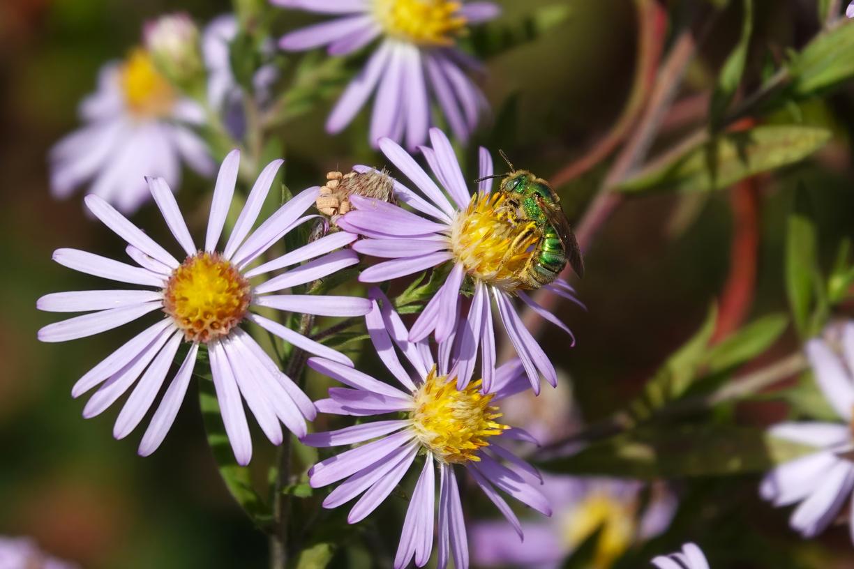 Insect on small flowers