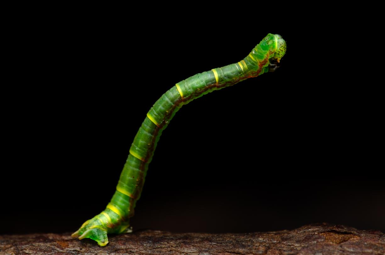 a caterpillar on dark background