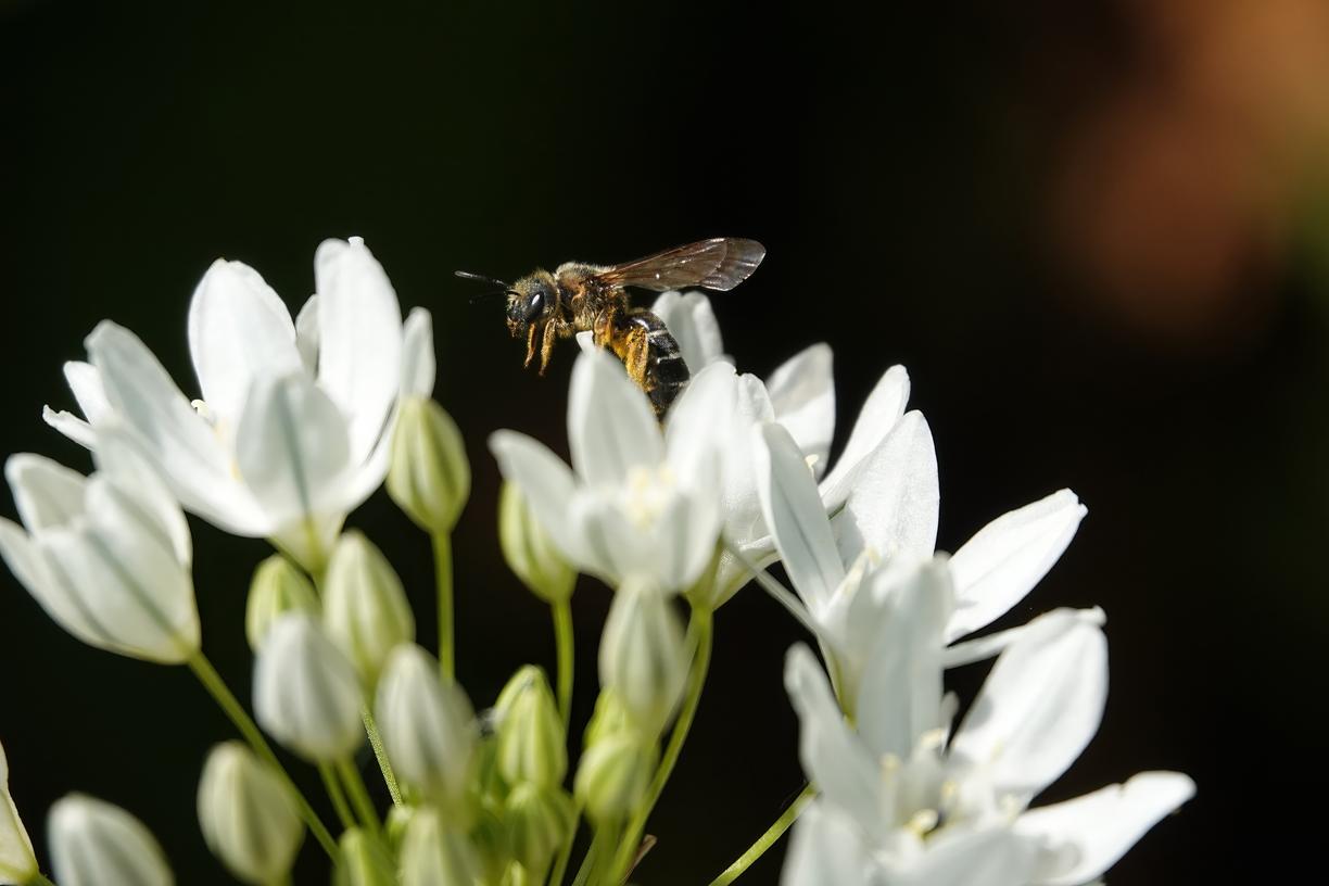 Bee on white flower